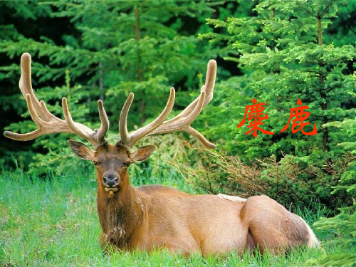 六年级上册语文课件-课文17 麋鹿｜苏教版 (共15张PPT) (1)