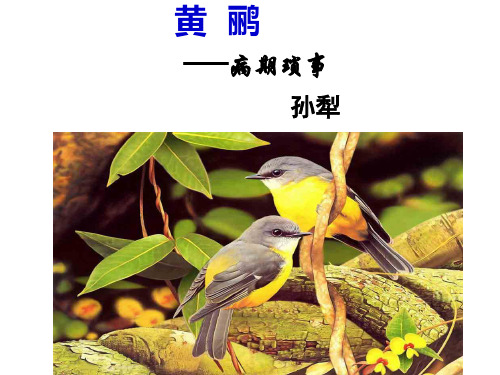 黄鹂——病期琐事