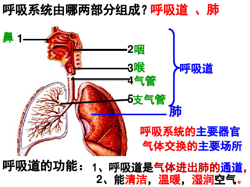 呼吸运动和肺通气 PPT课件