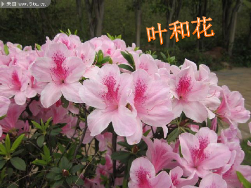 苏教版小学科学三年级下册《花和叶》课件