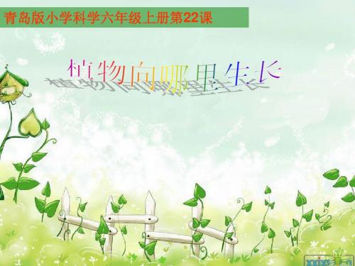 六年级科学上册植物向哪里生长ppt课件2青岛版