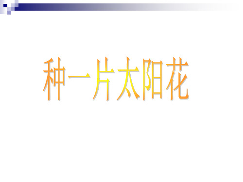 北师大版小学四年级下册语文《种一片太阳花》课件PPT、优质教学课件