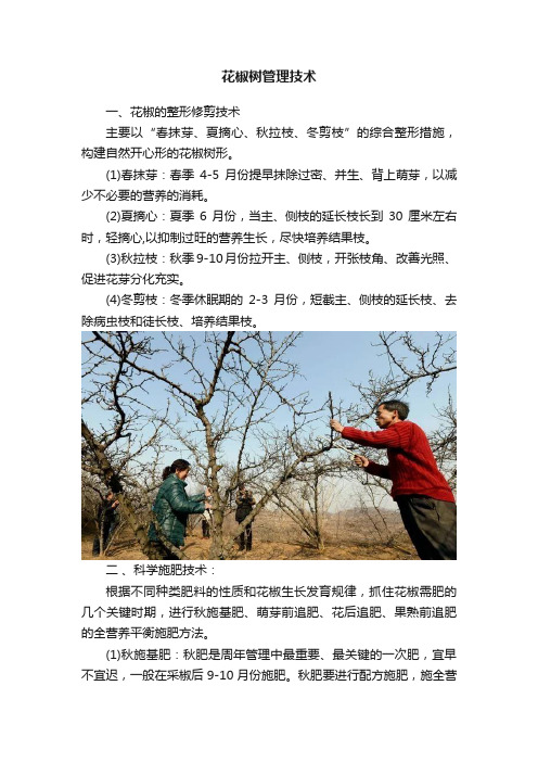 花椒树管理技术