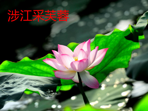 人教版语文必修二第二单元《涉江采芙蓉》课件(共27张) (共27张PPT)