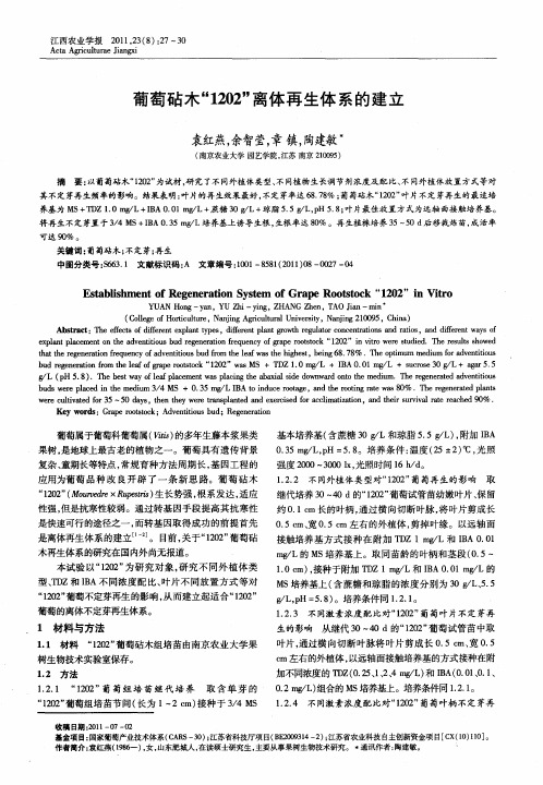 葡萄砧木“1202”离体再生体系的建立
