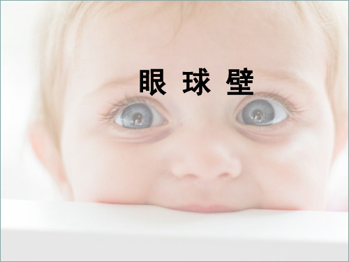 眼球壁-PPT.ppt