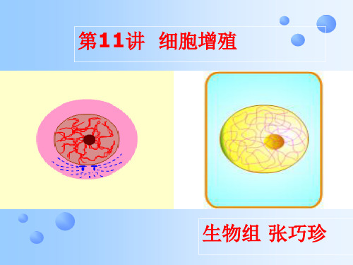 河南省濮阳市第二高级中学高三生物复习课件：细胞增殖(共18张PPT)