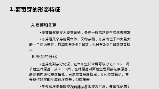 葡萄的花芽分化PPT课件