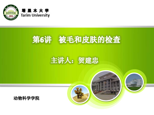 被毛和皮肤的检查