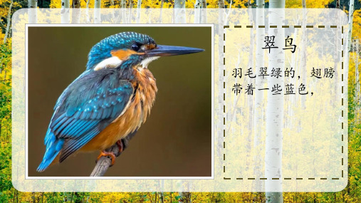 25.《灰雀》课件(共30张PPT)