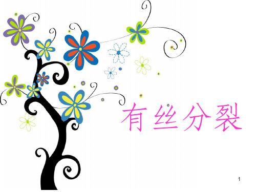 有丝分裂ppt课件