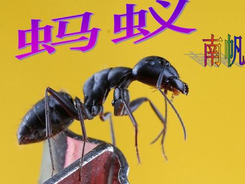 《蚂蚁》南帆