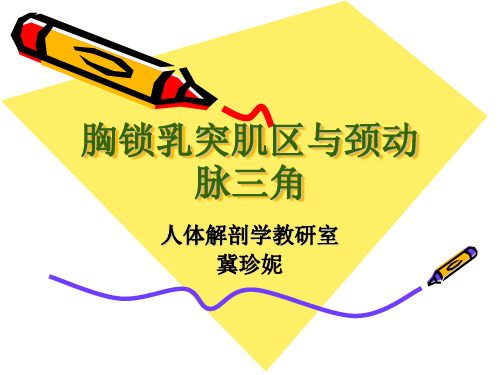 解剖课件之颈动脉三角胸锁乳突肌