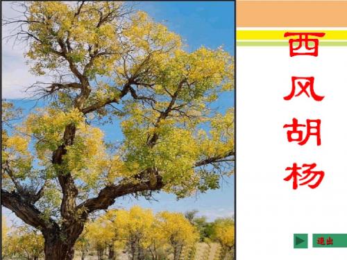 S版五年级上  9.西风胡杨