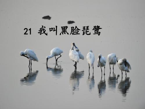 课文21我叫黑脸琵鹭