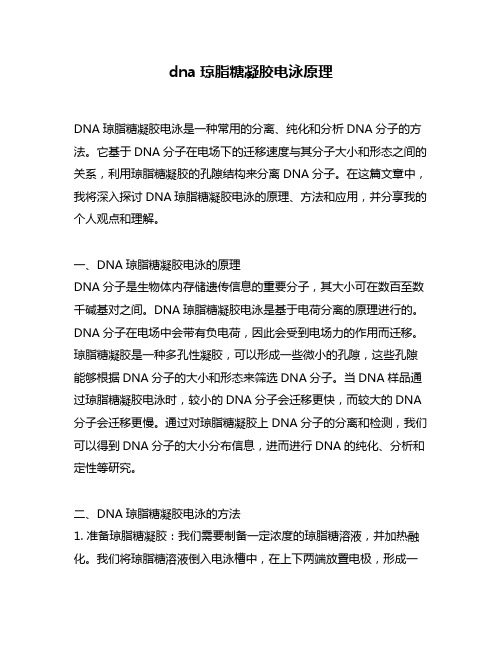 dna琼脂糖凝胶电泳原理