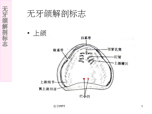 《无牙颌解剖标志》PPT课件