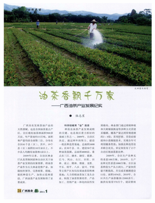 油茶香飘千万家——广西油茶产业发展纪实