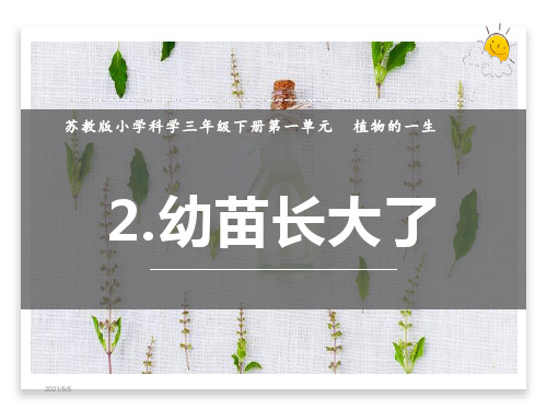 最新苏教版小学科学三年级下册2《幼苗长大了》教学课件
