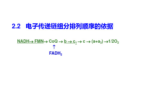 (推荐)《生物氧化》PPT