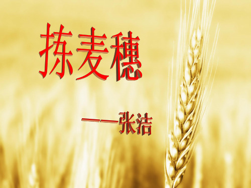 拣麦穗最终版PPT课件