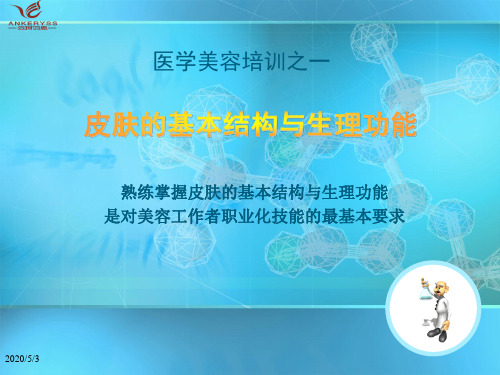 皮肤基本结构与生理功能