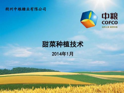 甜菜栽培技术培训.