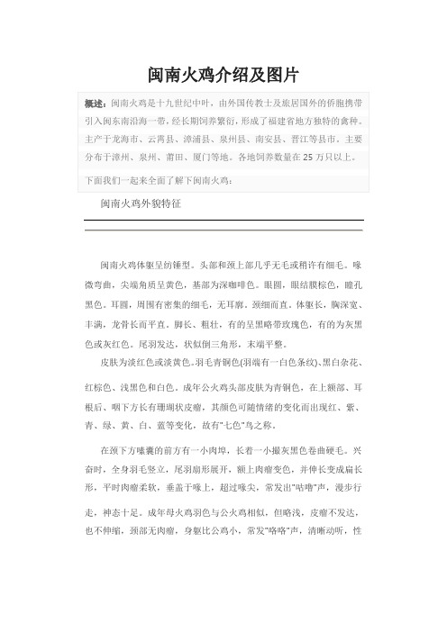 闽南火鸡介绍及图片