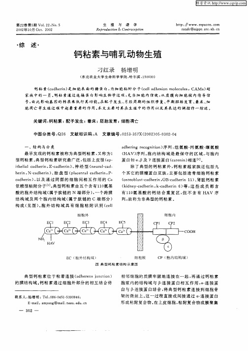 钙粘素与哺乳动物生殖