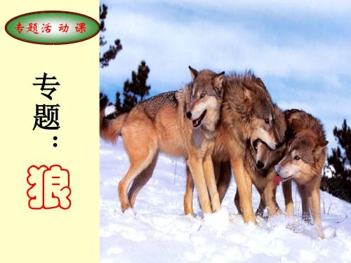 专题：狼PPT课件13 苏教版 (共31张PPT)