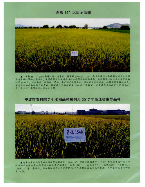 ‘甬籼15’大田示范图