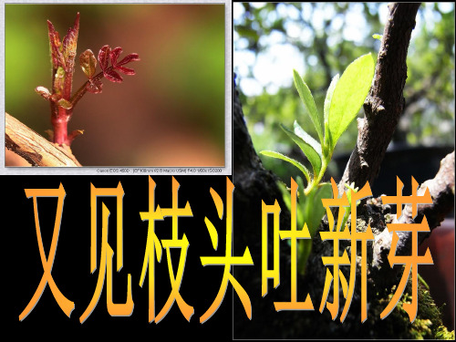 初中作文讲评：又见枝头吐新芽