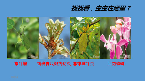 【新教材生物】《自然选择与适应的形成》PPT课件下载1