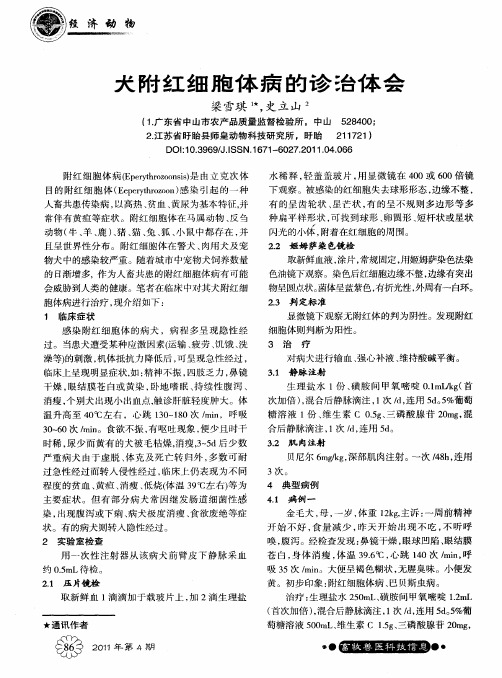 犬附红细胞体病的诊治体会