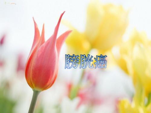 膀胱肾脏输尿管膀胱癌致病原因-PeacefulMind