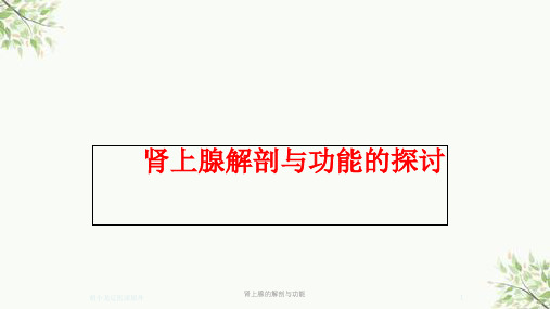 肾上腺的解剖与功能课件