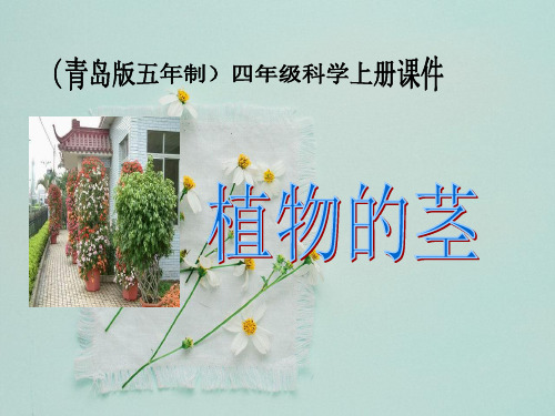 4《植物的茎》ppt教学件(2)
