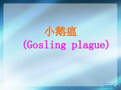 小鹅瘟ppt