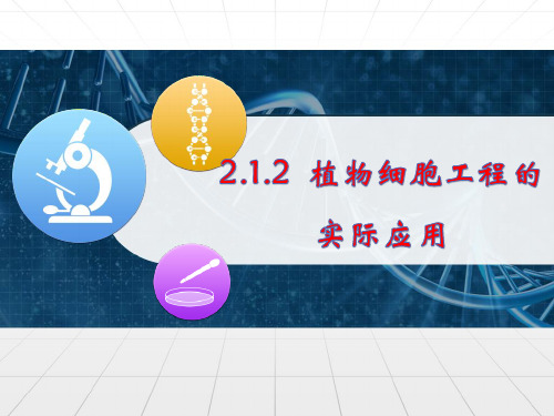 高中生物复习课件-2.1.2 植物细胞工程的实际应用
