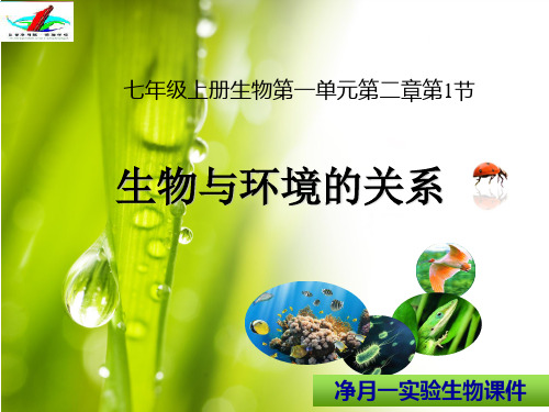 人教版七年级生物上册1.2.1生物与环境的关系》课件 (上课课件)