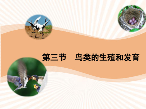 初中生物_鸟类的生殖和发育教学课件设计