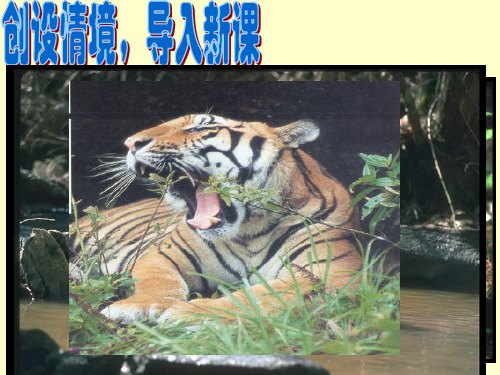 华南虎七年级语文优秀公开课课件人教版