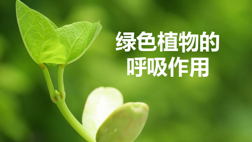 济南版 生物七年级上册 2.1.4 绿色植物的呼吸作用课件