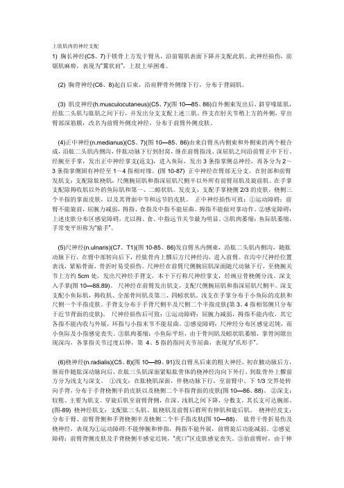 上肢肌肉的神经支配