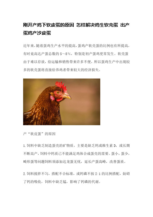 刚开产鸡下软皮蛋的原因 怎样解决鸡生软壳蛋 出产蛋鸡产沙皮蛋