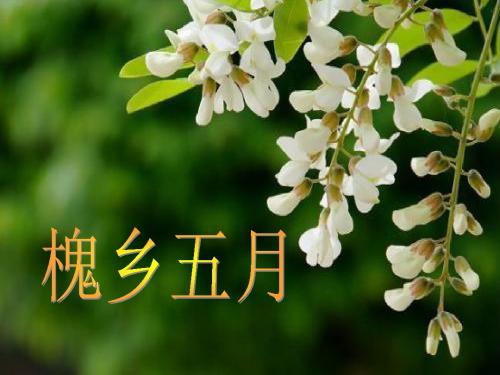 槐乡五月