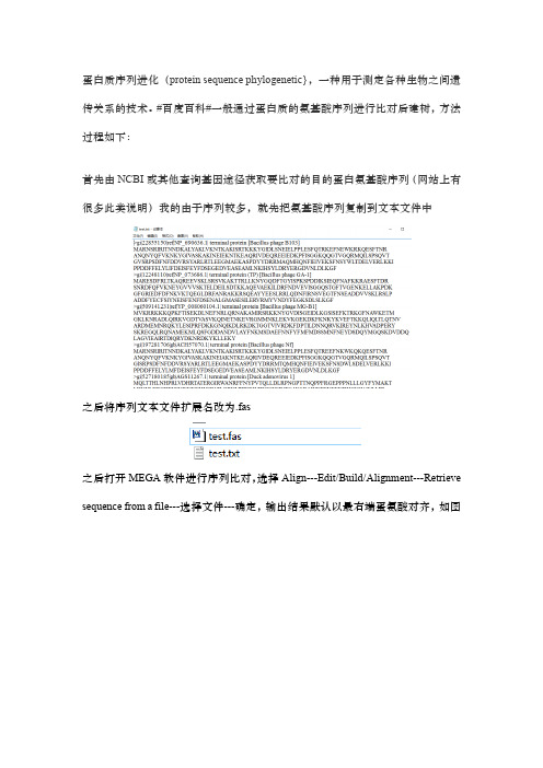 MEGA蛋白序列比对-保守序列分析-进化树