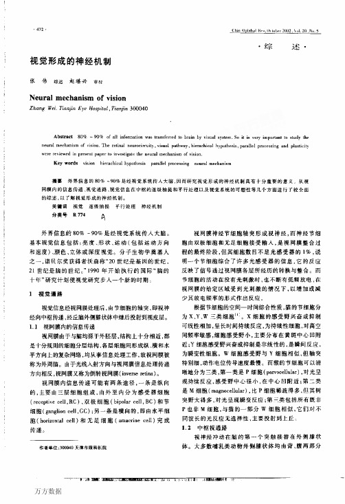 视觉形成的神经机制