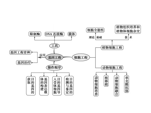 2017届高三生物一轮复习课件基因工程、细胞工程复习 (共35张PPT)