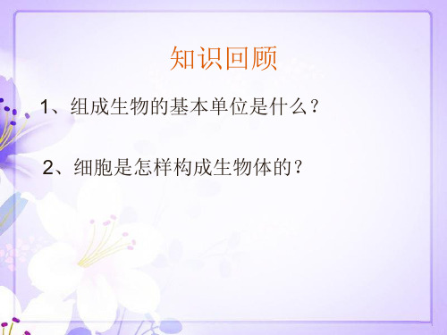 人教版七年级生物上第二单元第二章第二节动物体的结构层次教学课件 (共26张PPT)